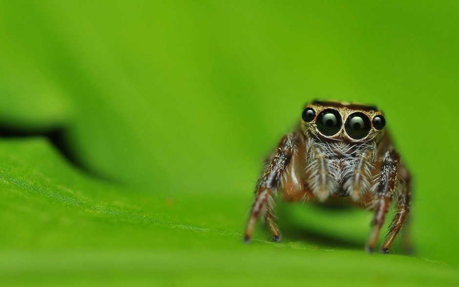 Паук обои