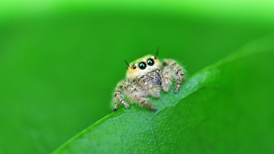 Паук скакунчик милый