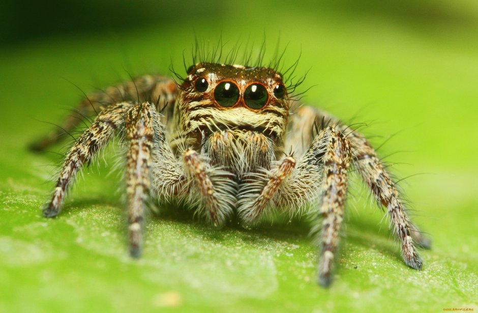 Паук мухолов