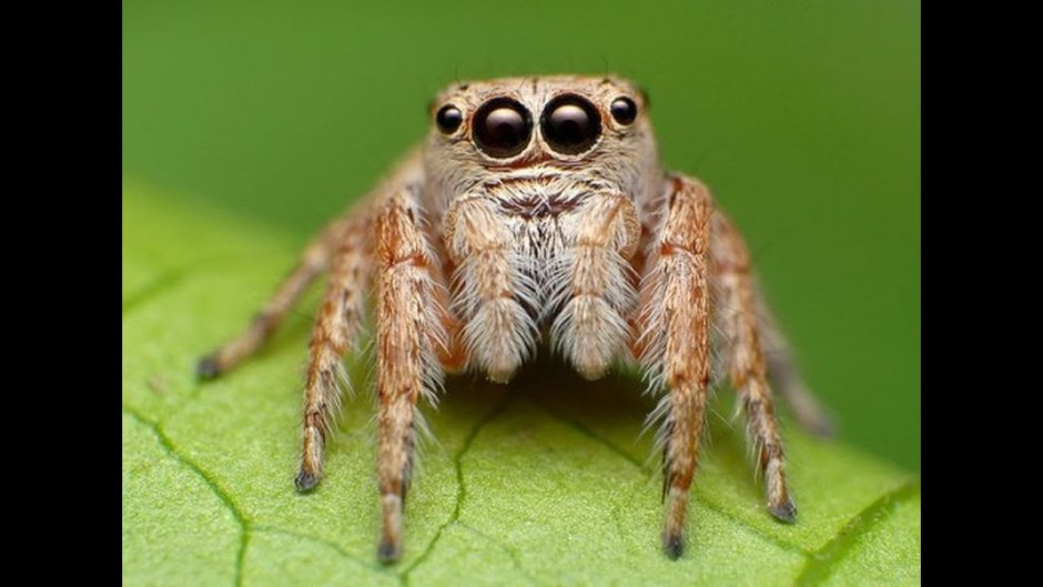 Скакунчик Тарантул