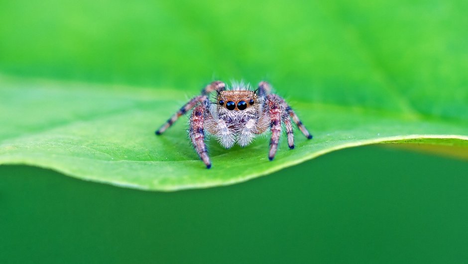 Молодые паучки