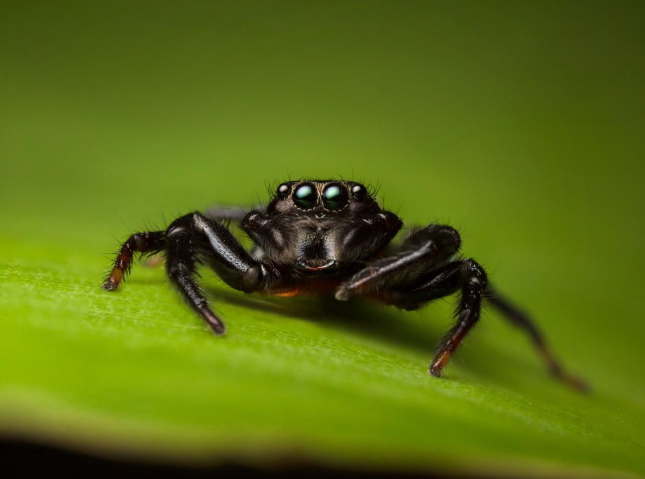 Jumping Spiders reading answers