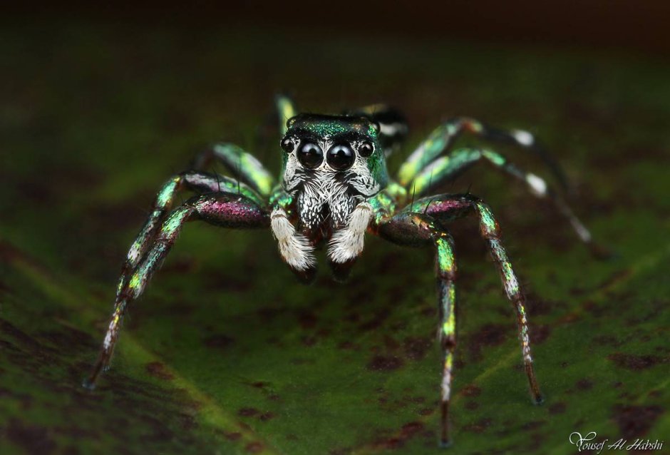 Salticidae пауки-скакуны