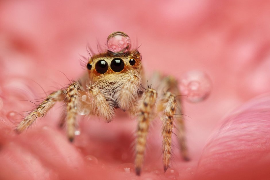 Паук скакунчик