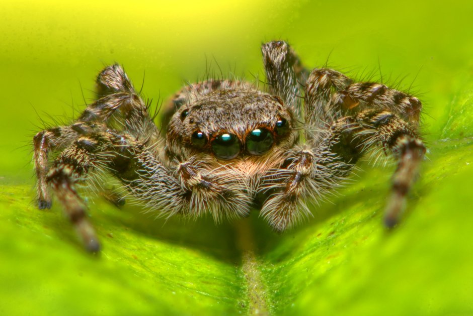 Милые паучки
