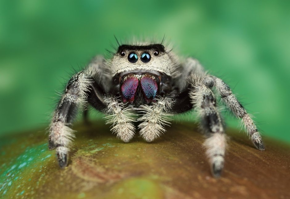 Гималайский паук-скакун