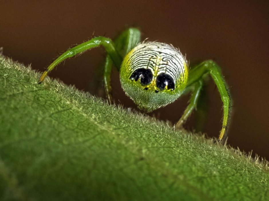 Самый маленький паук