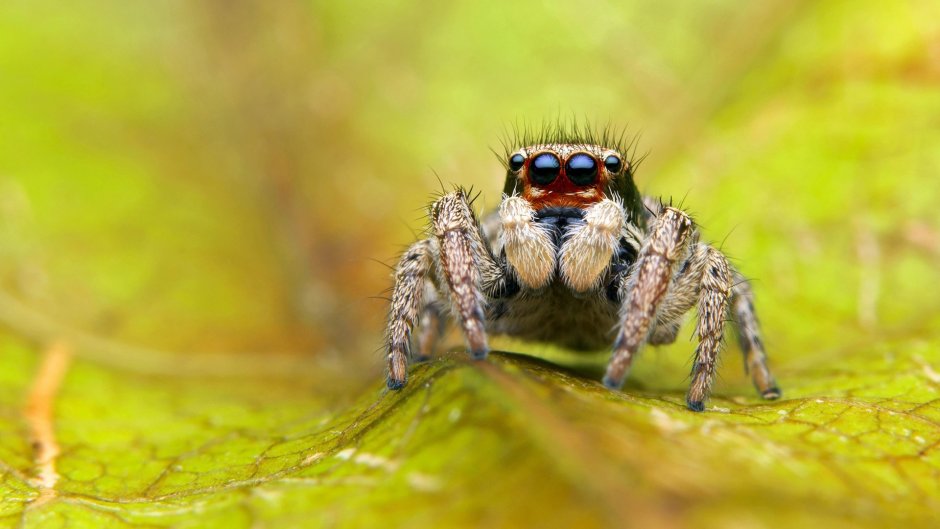 Багира Киплинга паук