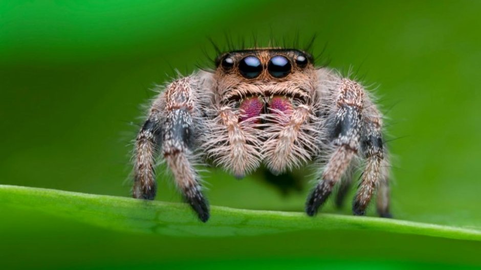 Паук скакун обыкновенный
