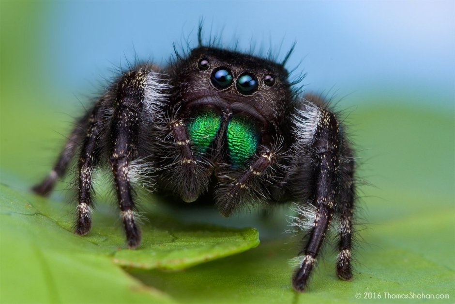 Phidippus Audax (паук-скакун)