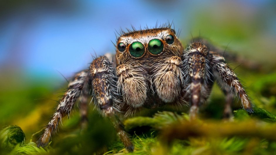 Паук скакун обыкновенный