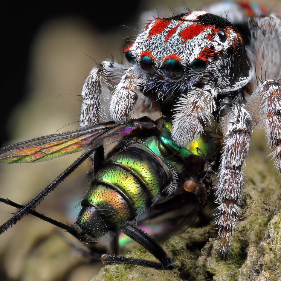 Пауков больших и маленьких насекомых