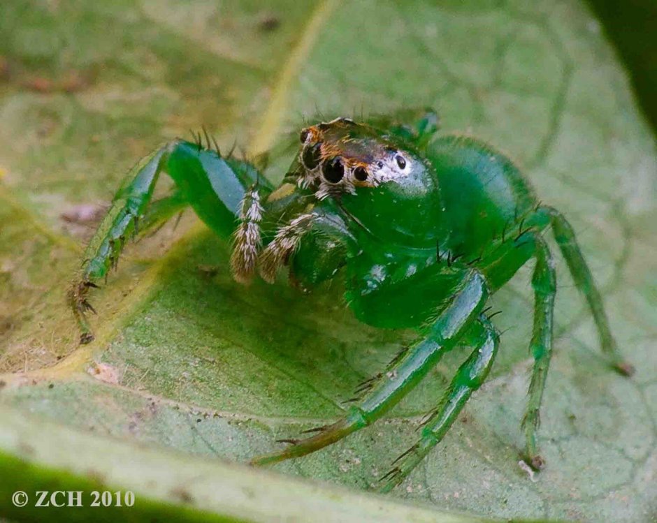 Паук изумрудный прыгун