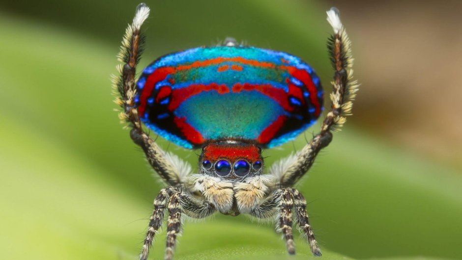 Скакунчик Тарантул