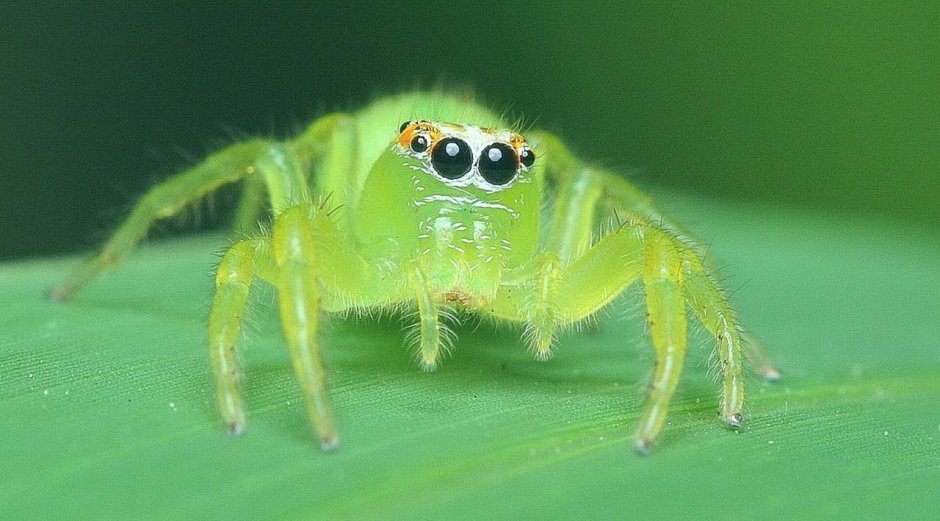 Скакунчик Тарантул