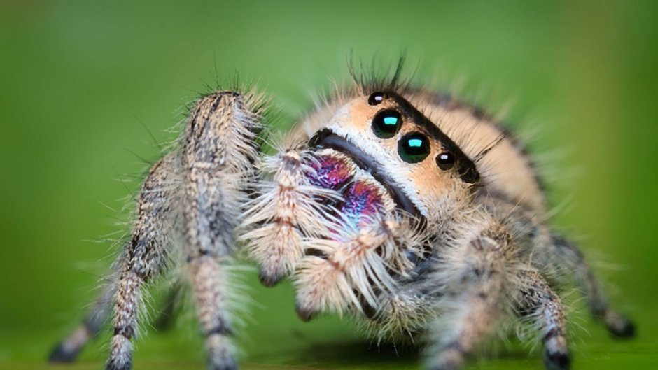 Паук Phidippus Regius