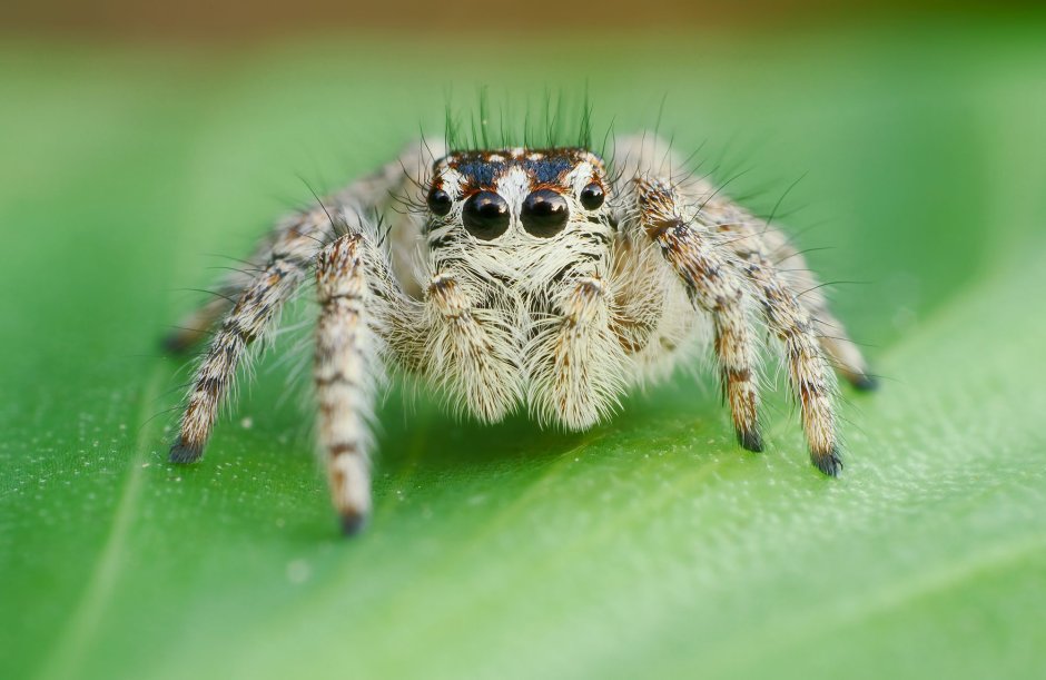 Паук скакун с синим брюшком