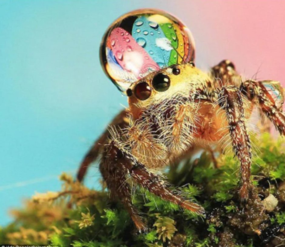 Паук Тарантул глаза