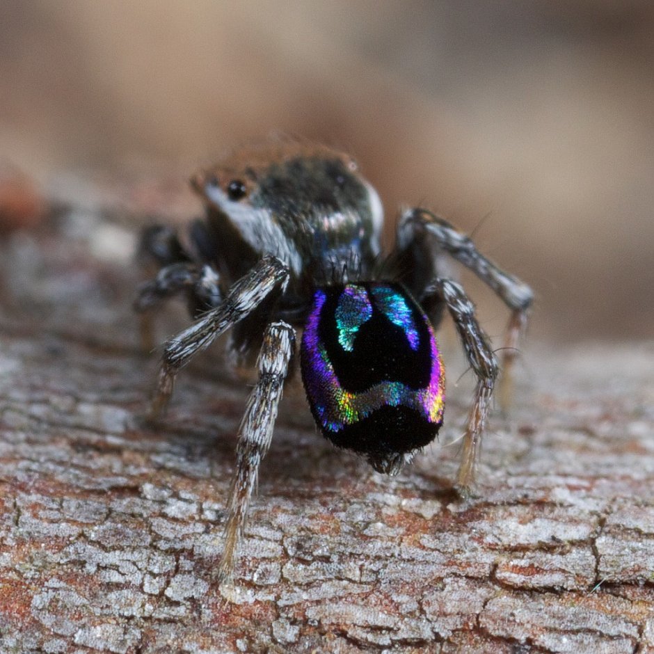 Тарантул Аргиопа дольчатая