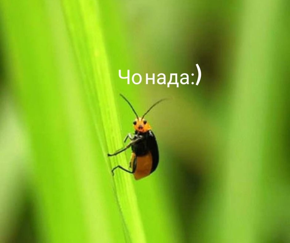 Прикольные жуки