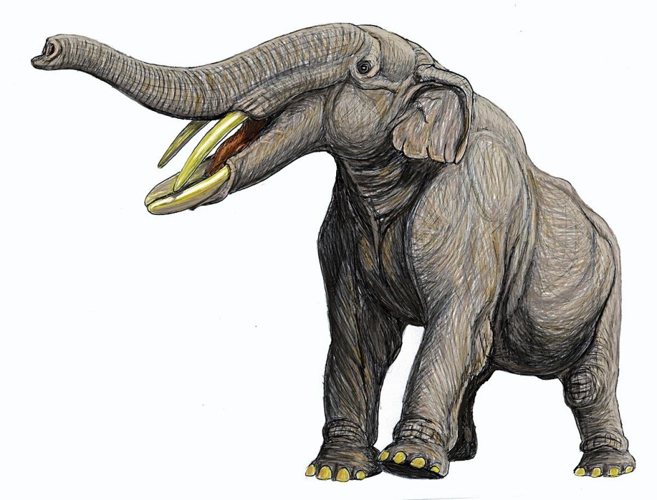 Stegotetrabelodon вымершие хоботные