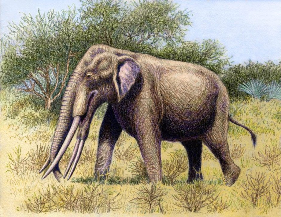 Stegotetrabelodon syrticus