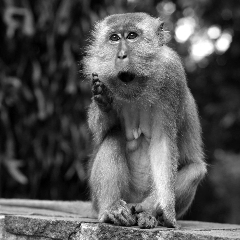Celebes Crested macaque