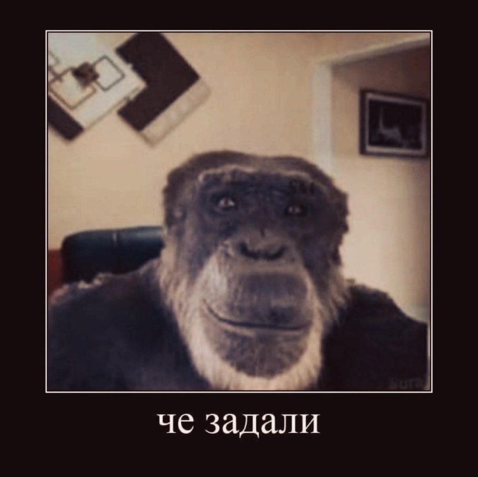 Маленькие черные обезьянки