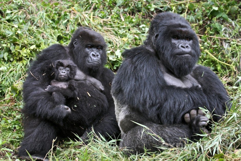 Горилла самец Shabani
