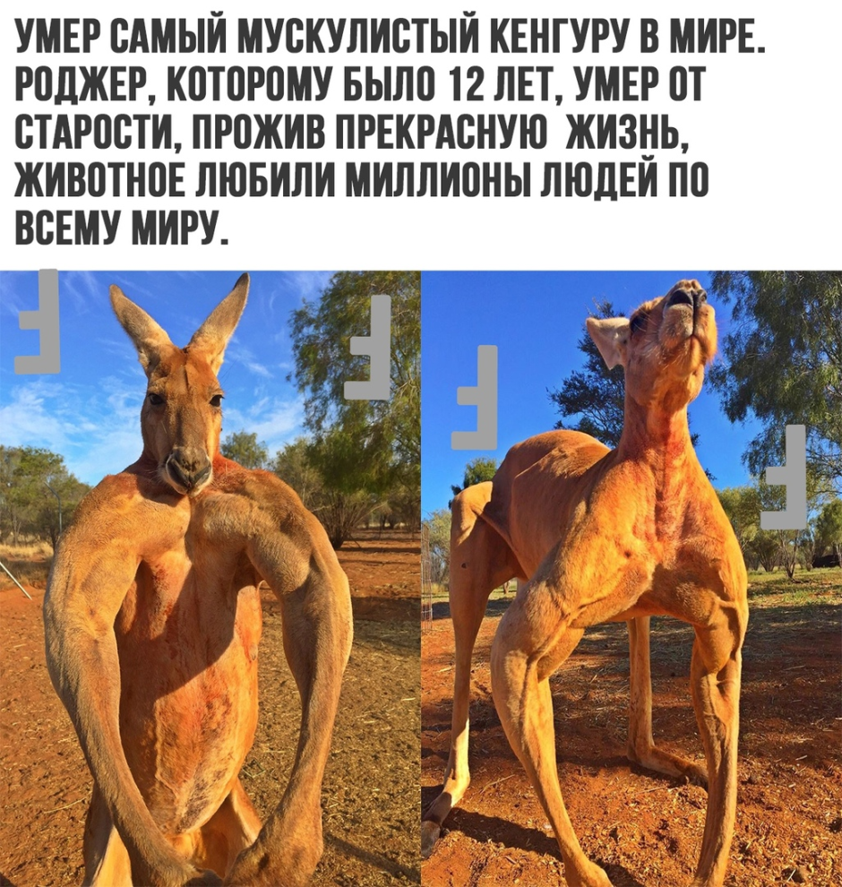 Мускулистый кенгуру Мем