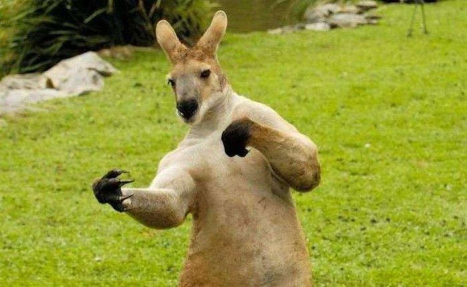 Buff Kangaroo