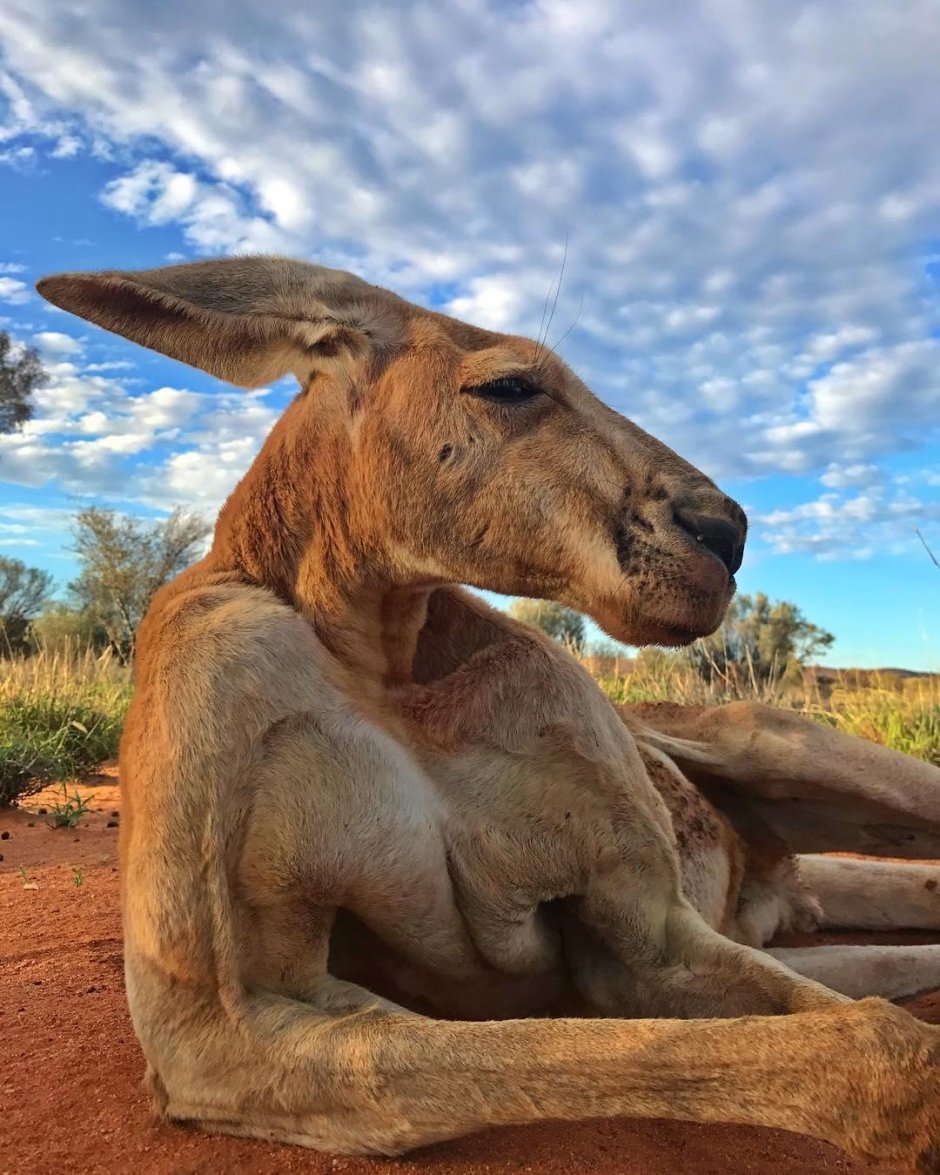 Buff Kangaroo