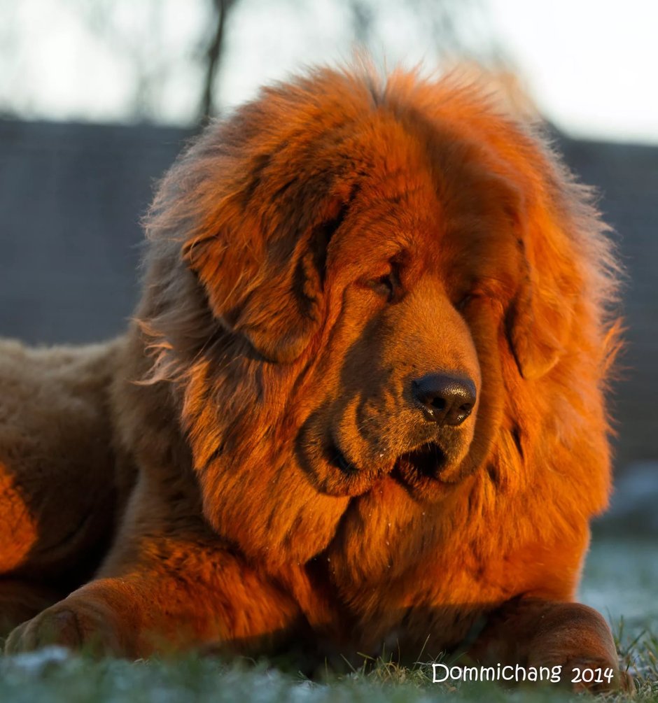 Финский мастиф