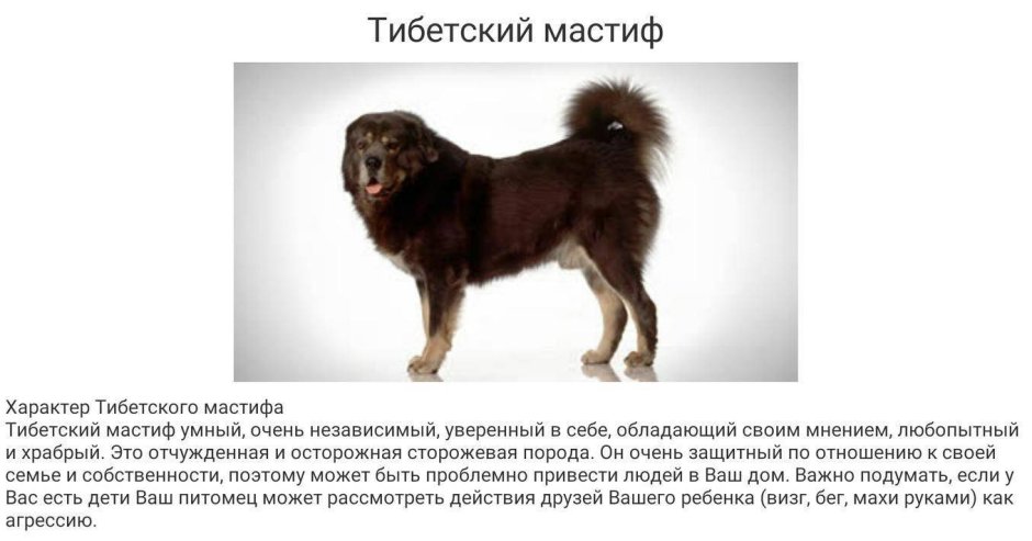Тибетский мастиф Хонг Донг