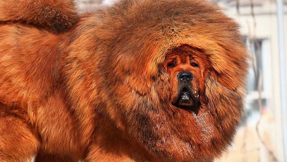 Тибетский мастиф гигантский исполин