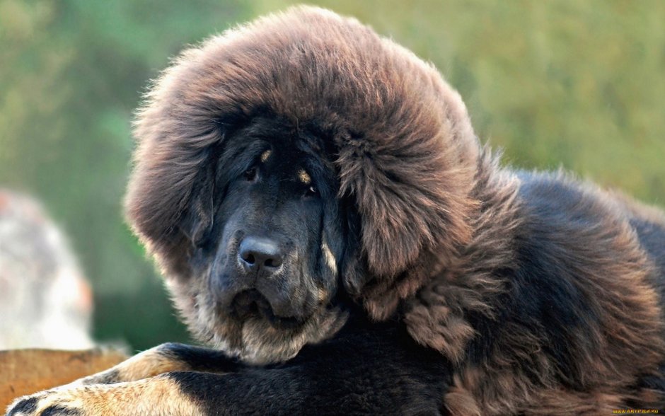 Мастиф Хонг Донг