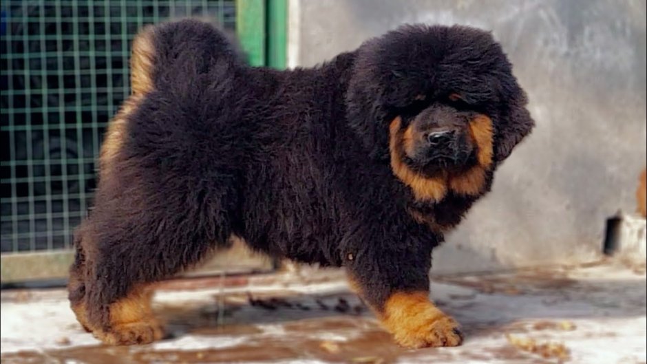 Тибетский мастиф короткошерстный