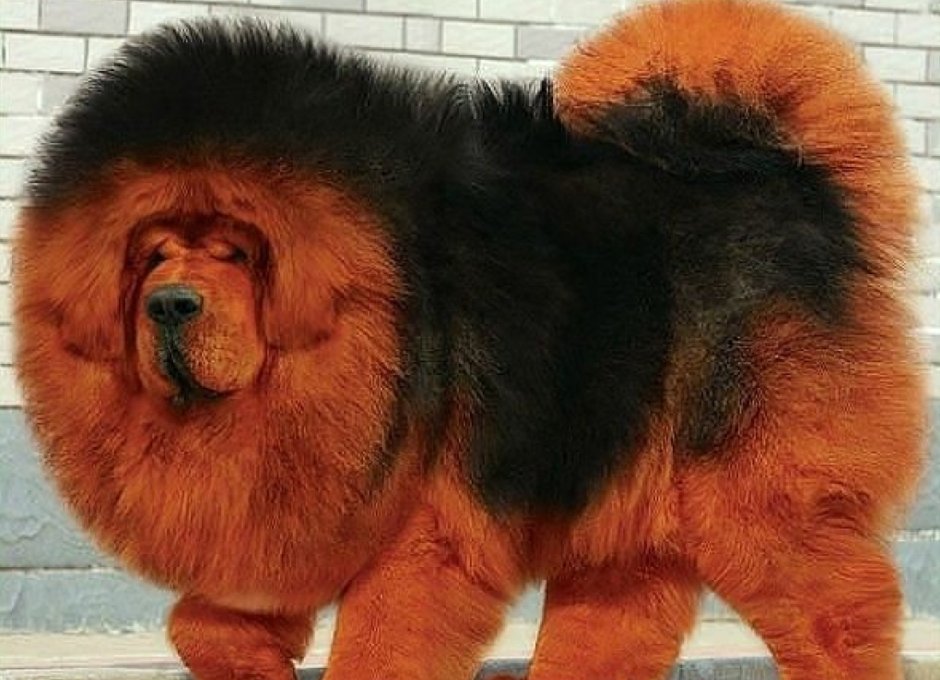 Афганский мастиф