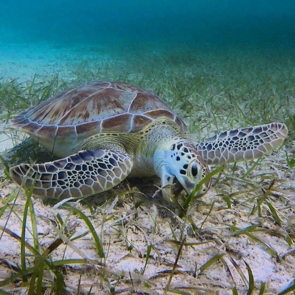 Водоплавающая черепаха морская