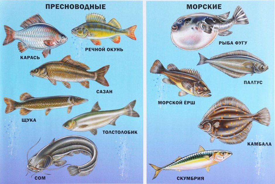 Коралловый крупнопятнистый краб