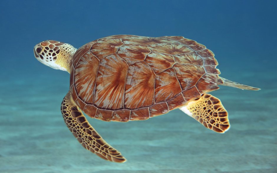 Занзибар морские черепахи