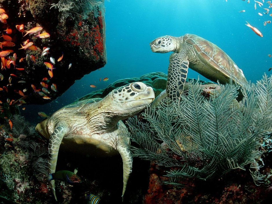 Карибское море животный мир