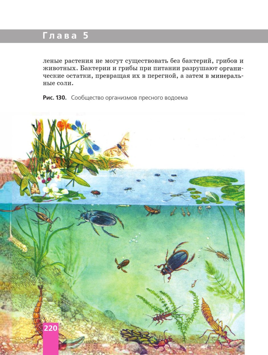 Растения и животные водоемов