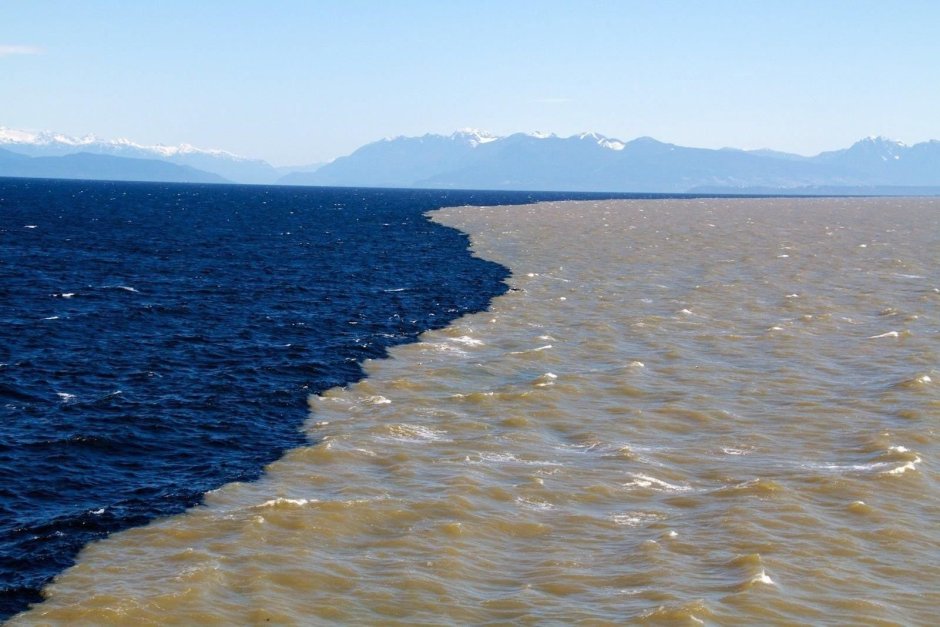 Зеленая (суповая морская черепаха)