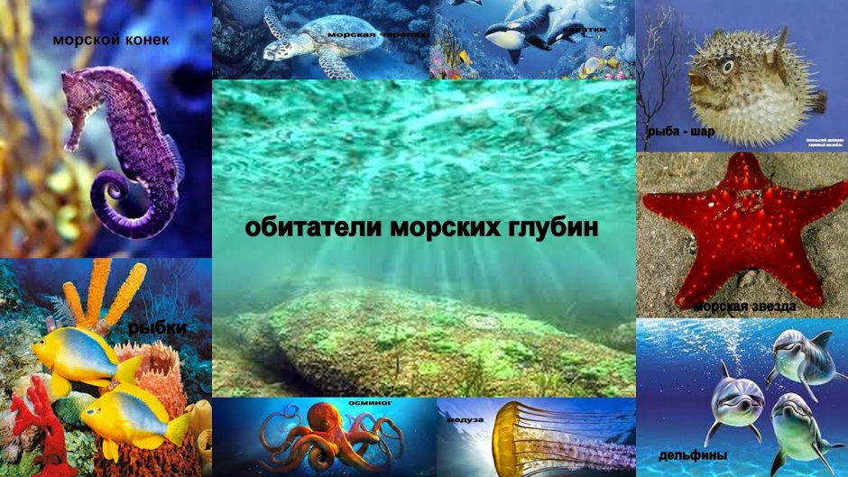 Обитатели пруда для дошкольников