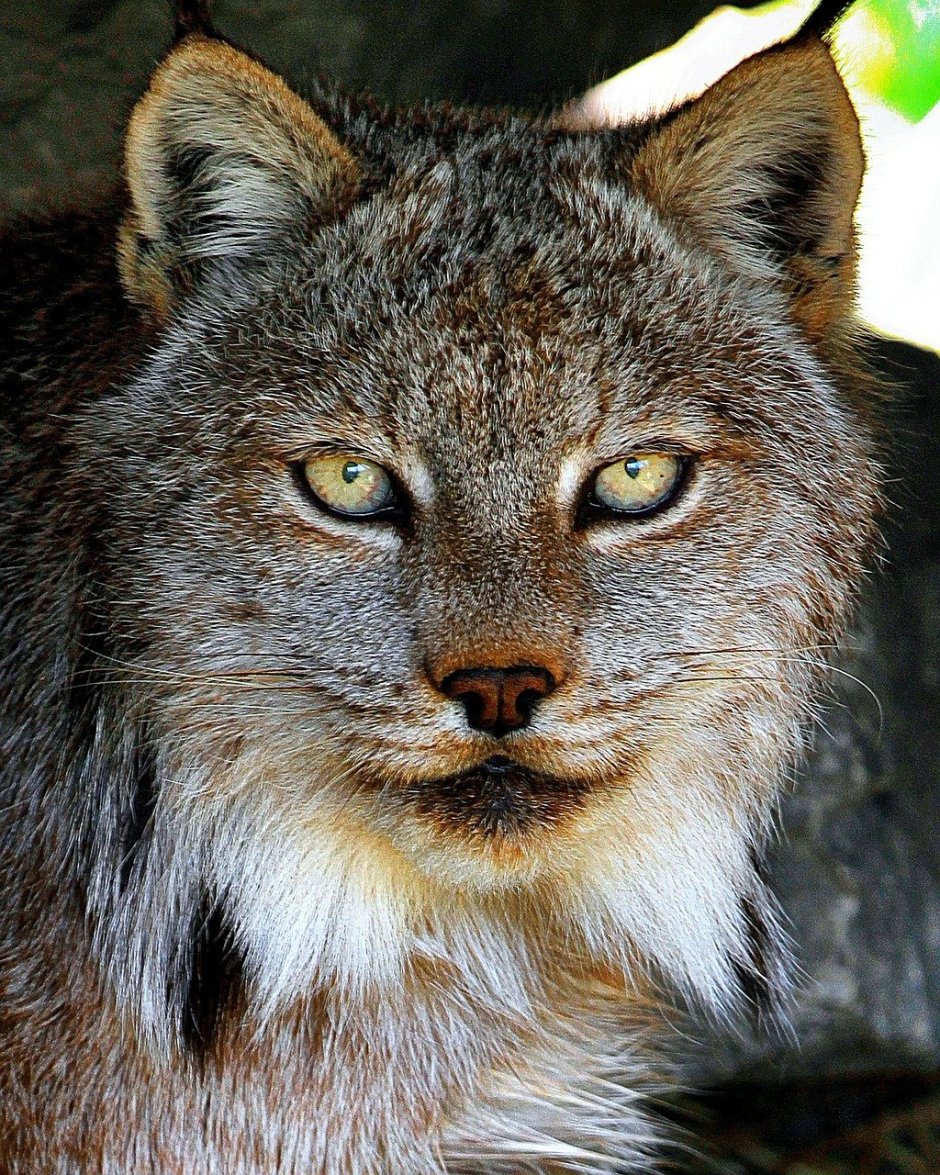Dikie Lynx