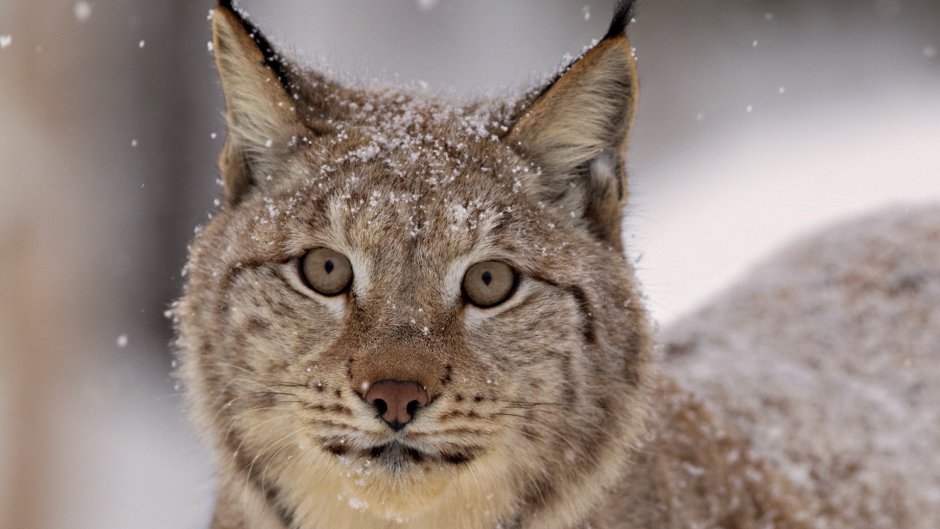 Рысь Felis Lynx l.