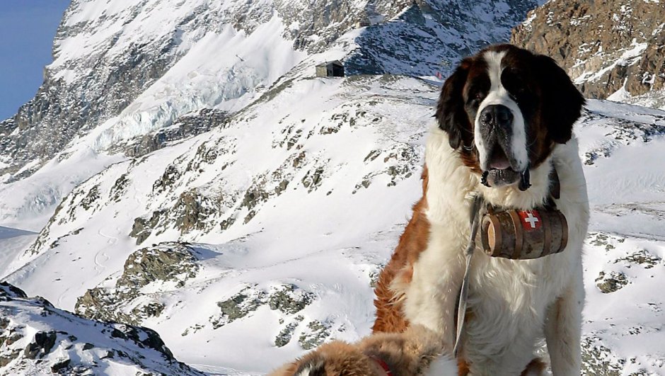 Длинношерстный Сенбернар спасатель