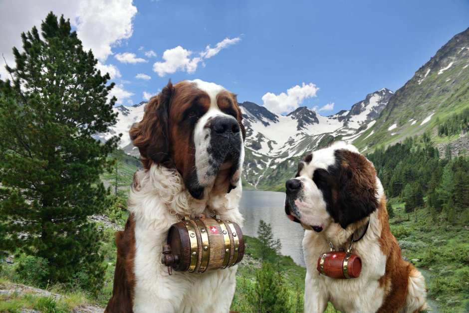 Длинношерстный Сенбернар