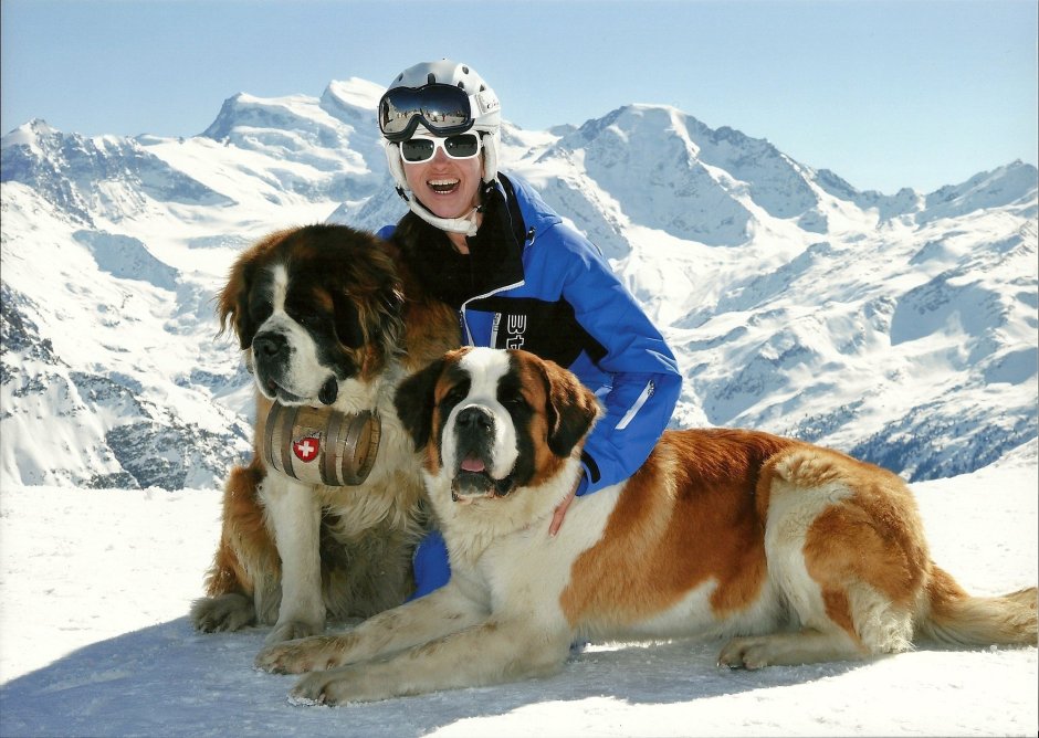 Сенбернар в горах спасает человека